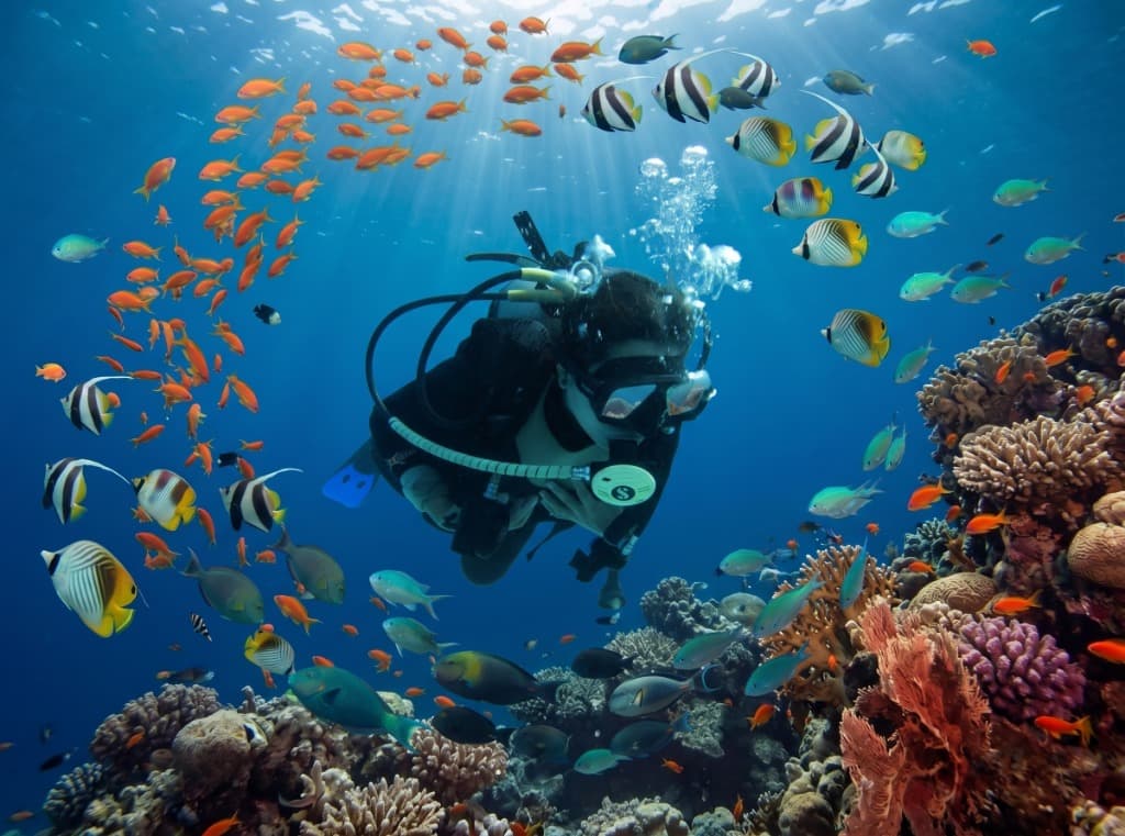 PADI Divemaster